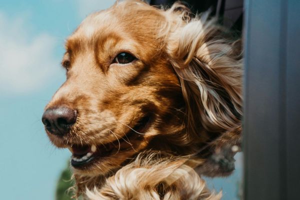 A golden dog leans out a car window, enjoying the breeze on a sunny day.