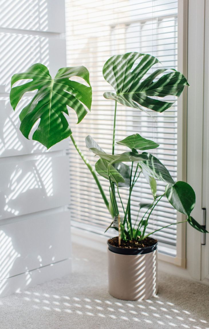Potted monstera plant in sunlight by a window with blinds casting striped shadows on the floor.