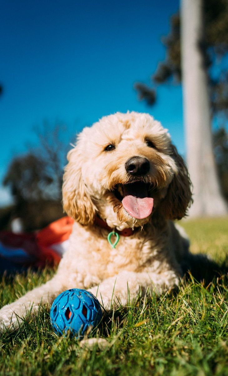 Happy fluffy dog lying on grass with a blue ball, tongue out, on a sunny day.